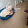 dog, white_dog, fluffy, small_dog, pet, animal, sleeping, lying_down, dog_bed, blue_bed, blanket, leopard_print, indoors, home, living_room, wooden_floor, lamp, doorway, pet_bowl, cozy