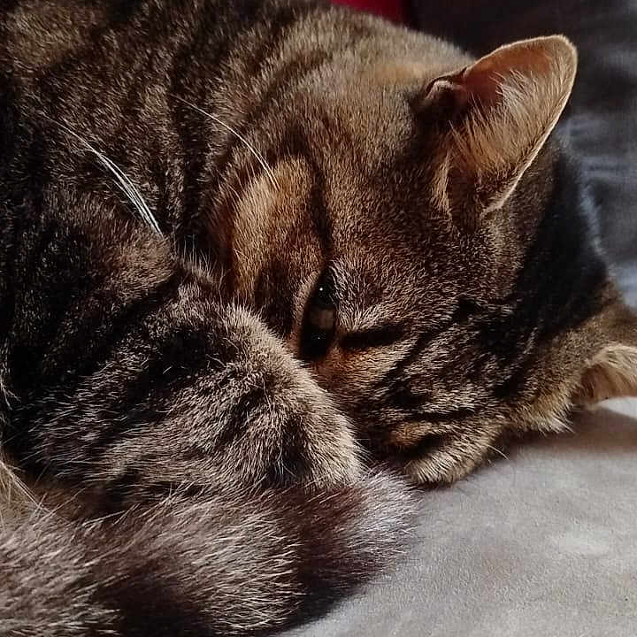 Caspian participe au concours pour gagner de l'argent avec cette photo : abyssinian, animal, bed, bedroom, blanket, cat, couch, cushion, face, furniture, head, homedecor, indoors, kitten, manx, person, pet, pillow, room, sleeping