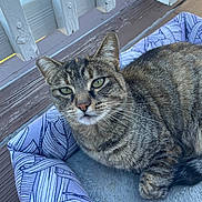 Princess joined the competition — help win amazing prizes! cat, tabby_cat, pet_bed, purple_bed, wooden_deck, outdoor, fence, green_eyes, close_up, animal, relaxed, fur, whiskers, pet, patterned_bed, daylight, resting, looking_at_camera, calm, domestic_cat