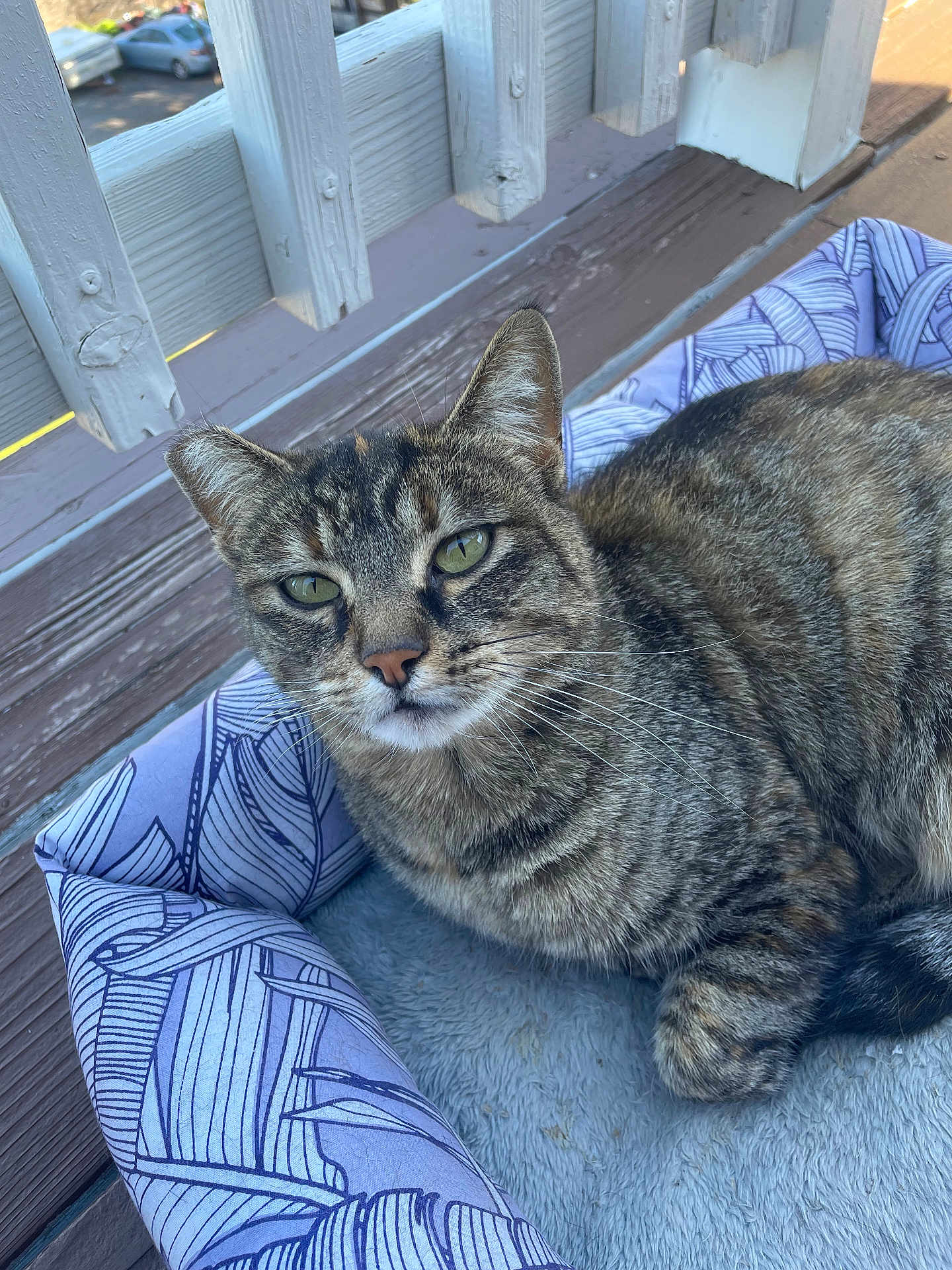 Princess joined the competition — help win amazing prizes! cat, tabby_cat, pet_bed, purple_bed, wooden_deck, outdoor, fence, green_eyes, close_up, animal, relaxed, fur, whiskers, pet, patterned_bed, daylight, resting, looking_at_camera, calm, domestic_cat