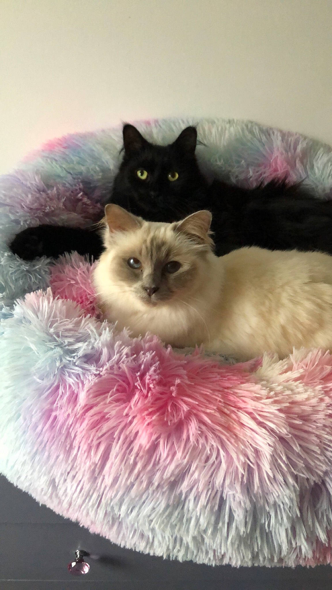 Indra a rejoint le concours — aidez-le/la à gagner de superbes lots ! birman, box, carnivore, cat, cat_bed, cat_supply, claw, comfort, fawn, felidae, fur, iris, magenta, paw, ragdoll, small_to_medium_sized_cats, snout, tail, whiskers, window