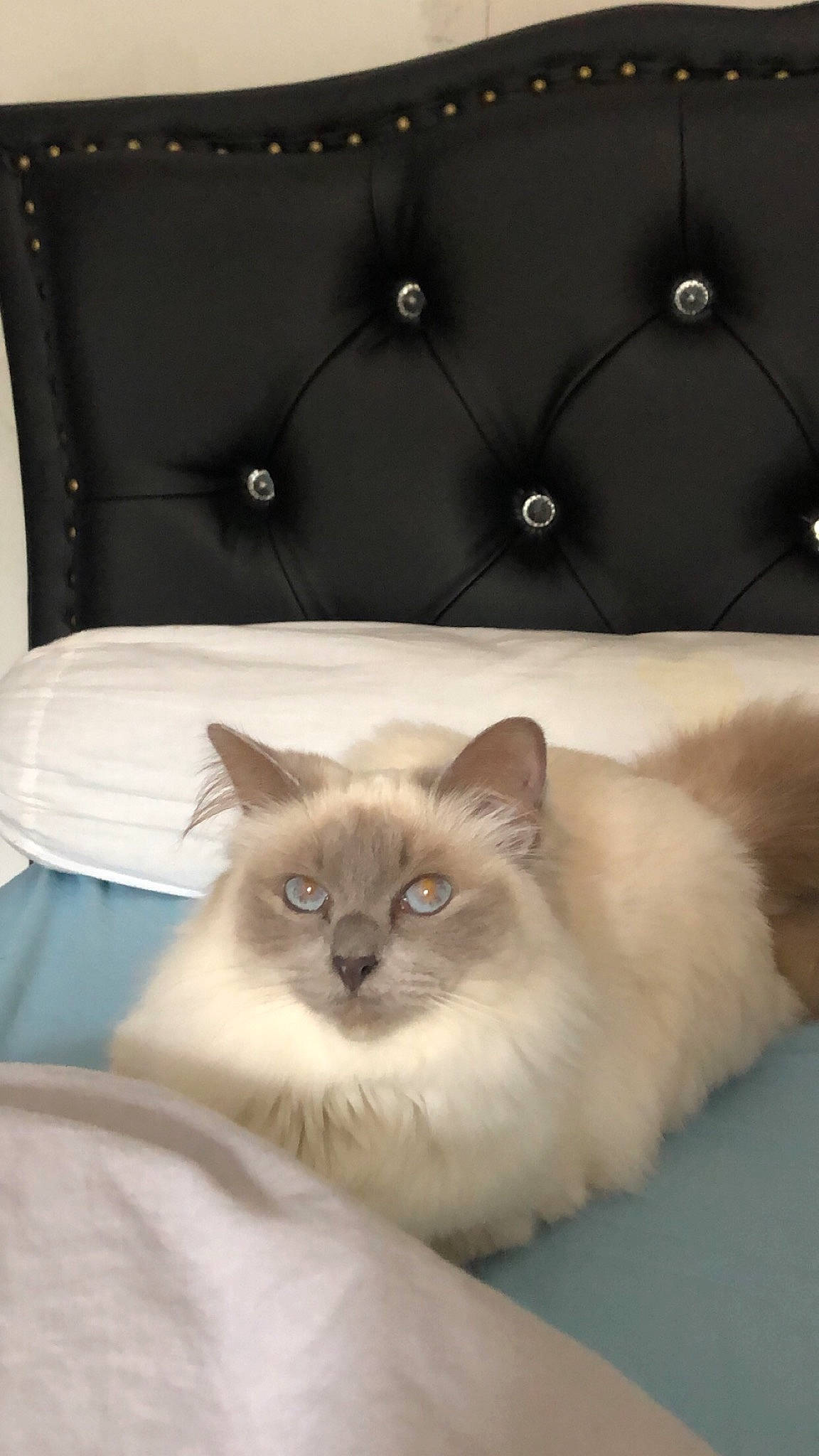 Indra participe au concours pour gagner de l'argent avec cette photo : birman, carnivore, cat, comfort, fawn, felidae, fur, gas, iris, natural_material, ragdoll, siamese, small_to_medium_sized_cats, snout, terrestrial_animal, whiskers