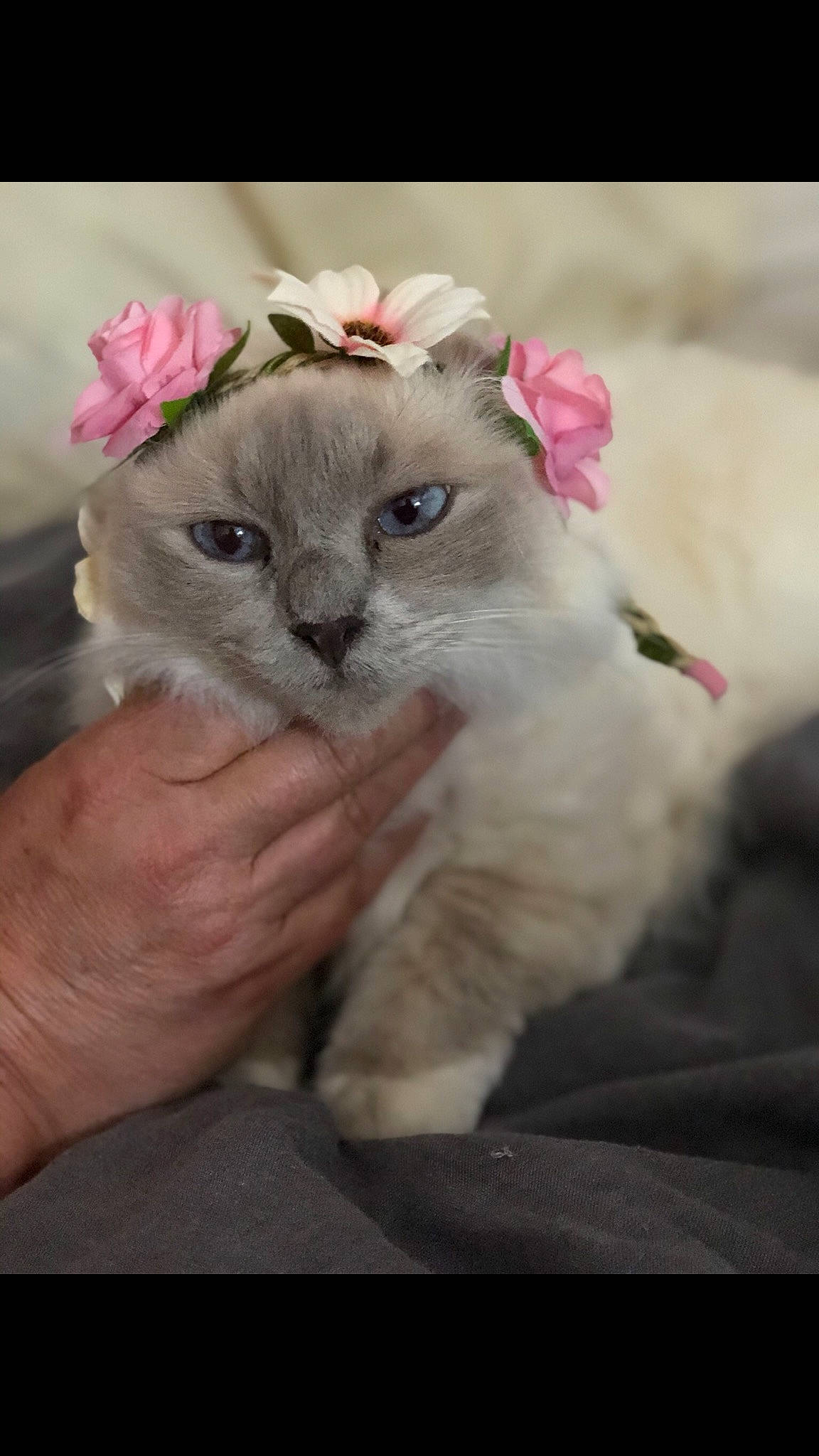 Indra a rejoint le concours — aidez-le/la à gagner de superbes lots ! blossom, carnivore, cat, fawn, felidae, flower, flowering_plant, fur, gesture, nail, paw, petal, plant, small_to_medium_sized_cats, vegetable, whiskers