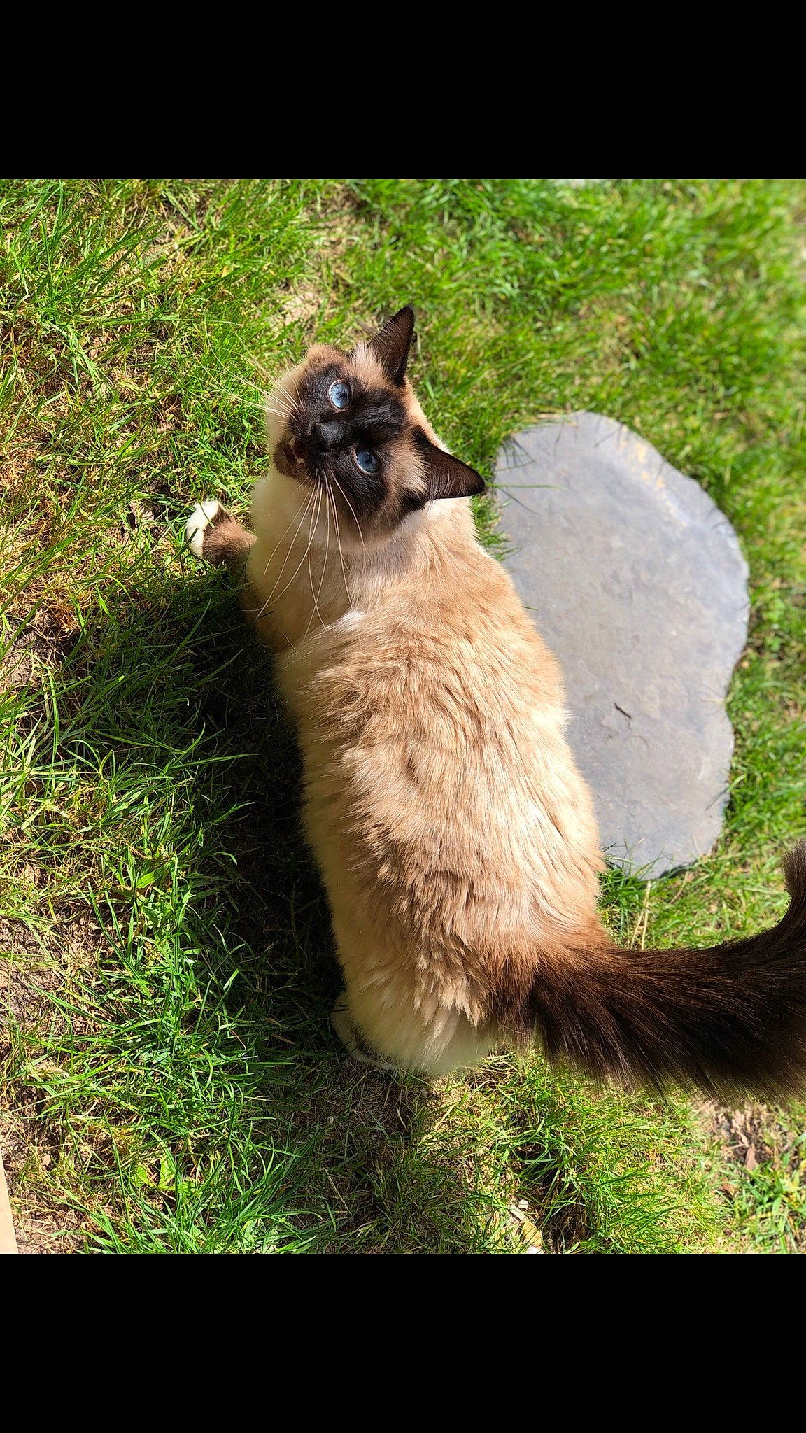 Lucky participe au concours pour gagner de l'argent avec cette photo : balinese, canidae, carnivore, cat, dog_breed, fawn, felidae, fur, grass, organism, plant, shadow, siamese, small_to_medium_sized_cats, snout, tail, terrestrial_animal, thai, whiskers, wildlife