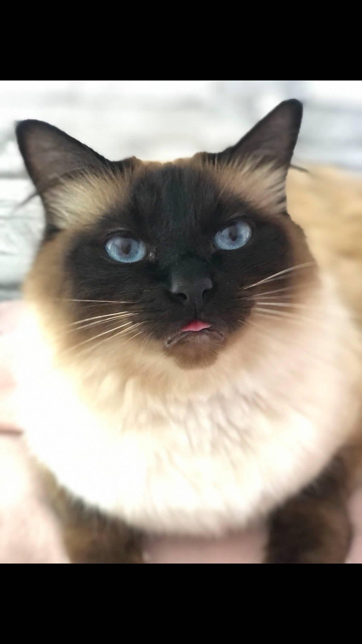 Lucky a rejoint le concours — aidez-le/la à gagner de superbes lots ! birman, carnivore, cat, fang, fawn, felidae, fur, iris, siamese, small_to_medium_sized_cats, snout, symmetry, terrestrial_animal, thai, whiskers, wildlife