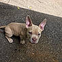 puppy, dog, tan, blue_eyes, ears, pavement, shadow, curious, outdoor, pet, animal, canine, young_dog, sitting, looking_up, texture, sunlight, daytime, nose, whiskers