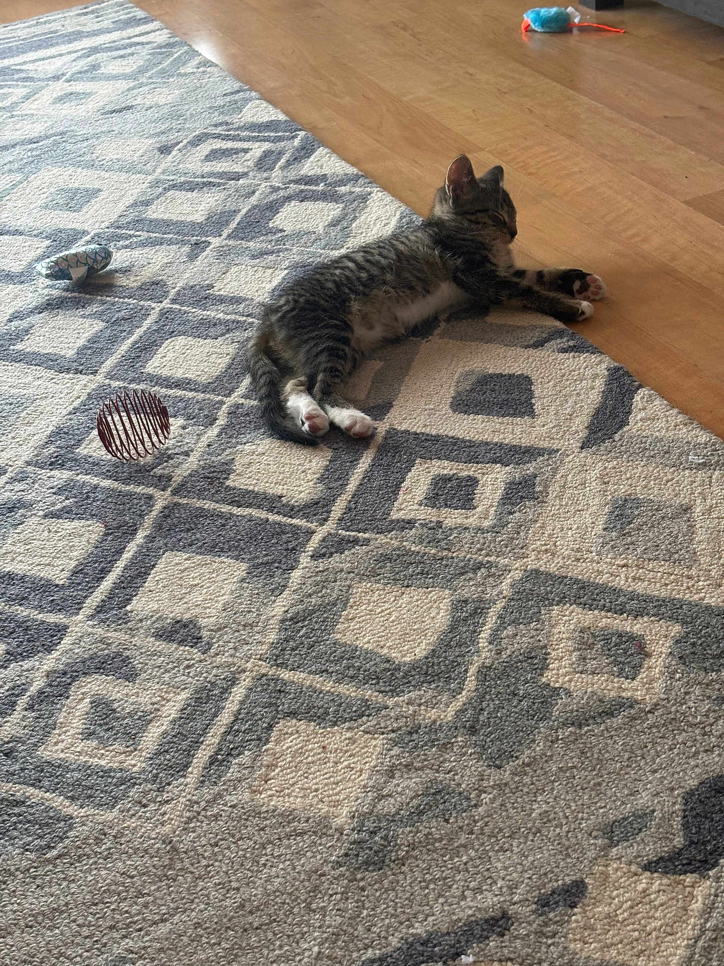 Mittens is registered to the contest to win money with this photo: kitten, tabby, cat, sleeping, rug, patterned_rug, wooden_floor, toy, indoor, pet, relaxing, floor, paw, fur, animal, domestic_cat, cozy, resting, cute, young_cat