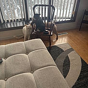 Mittens is registered to the contest to win money with this photo: cat, dog, rocking_chair, window, snow, indoor, wooden_floor, rug, ottoman, pet, animal, brown, white, striped_cat, furniture, curtain, daylight, cozy, house, domestic