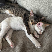 Mittens joined the competition — help win amazing prizes! adorable, animal, cat, companion, cozy, cuddle, cute, domestic, friendship, fur, indoor, kitten, paw, pet, relaxation, resting, sleeping, sofa, tabby, white_cat