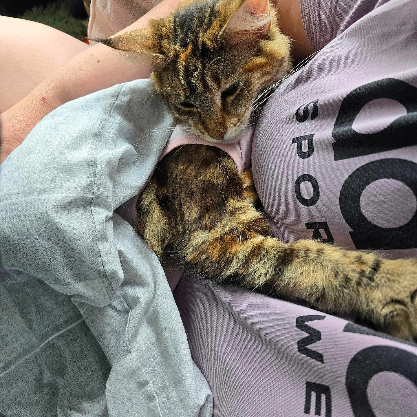 Callie joined the competition — help win amazing prizes! abyssinian, animal, blanket, cat, chair, clothing, couch, cushion, face, furniture, head, homedecor, kitten, manx, pants, person, pet, photography, sleeping, t_shirt