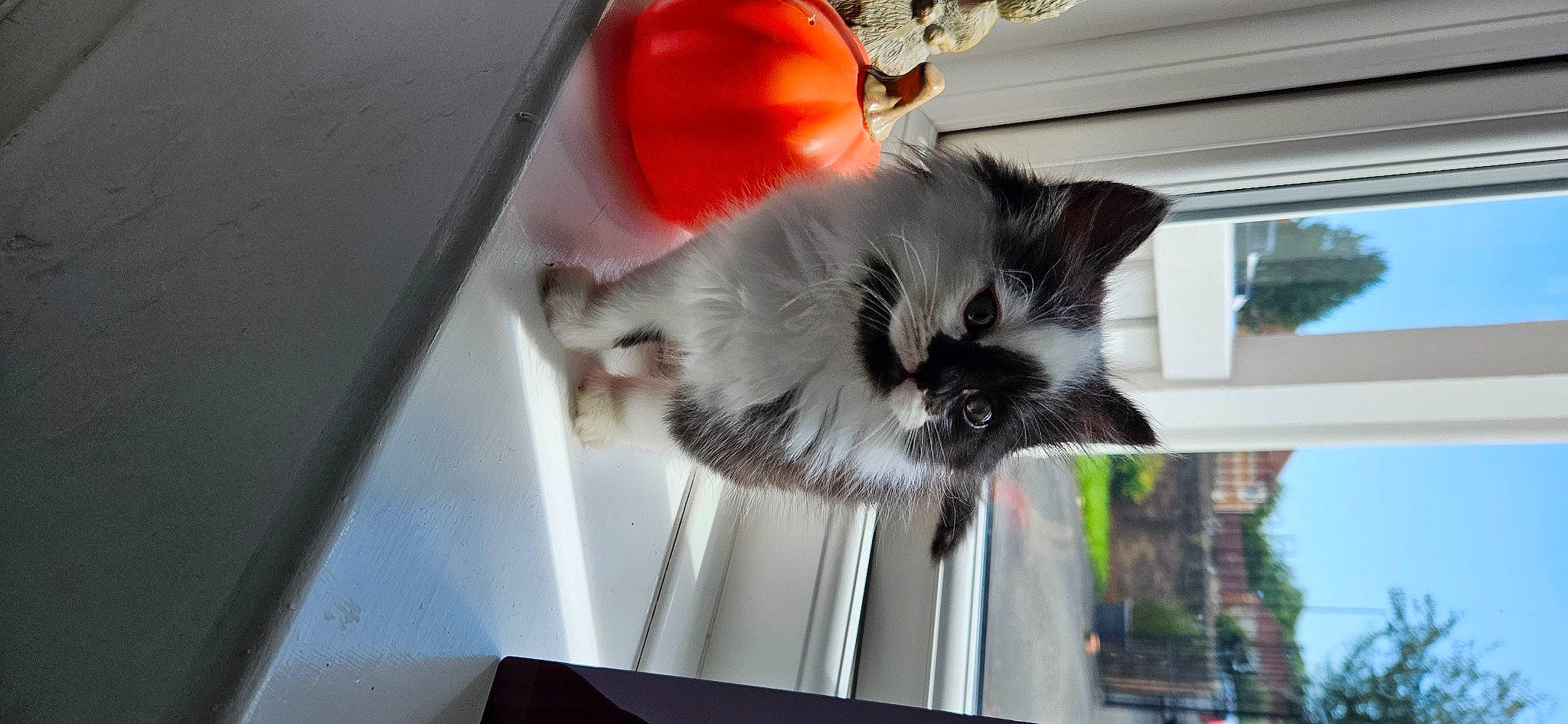 Binx And Bear is registered to the contest to win money with this photo: carnivore, cat, claw, coquelicot, domestic_short_haired_cat, felidae, fur, paw, plant, room, small_to_medium_sized_cats, snout, tail, tree, whiskers, window