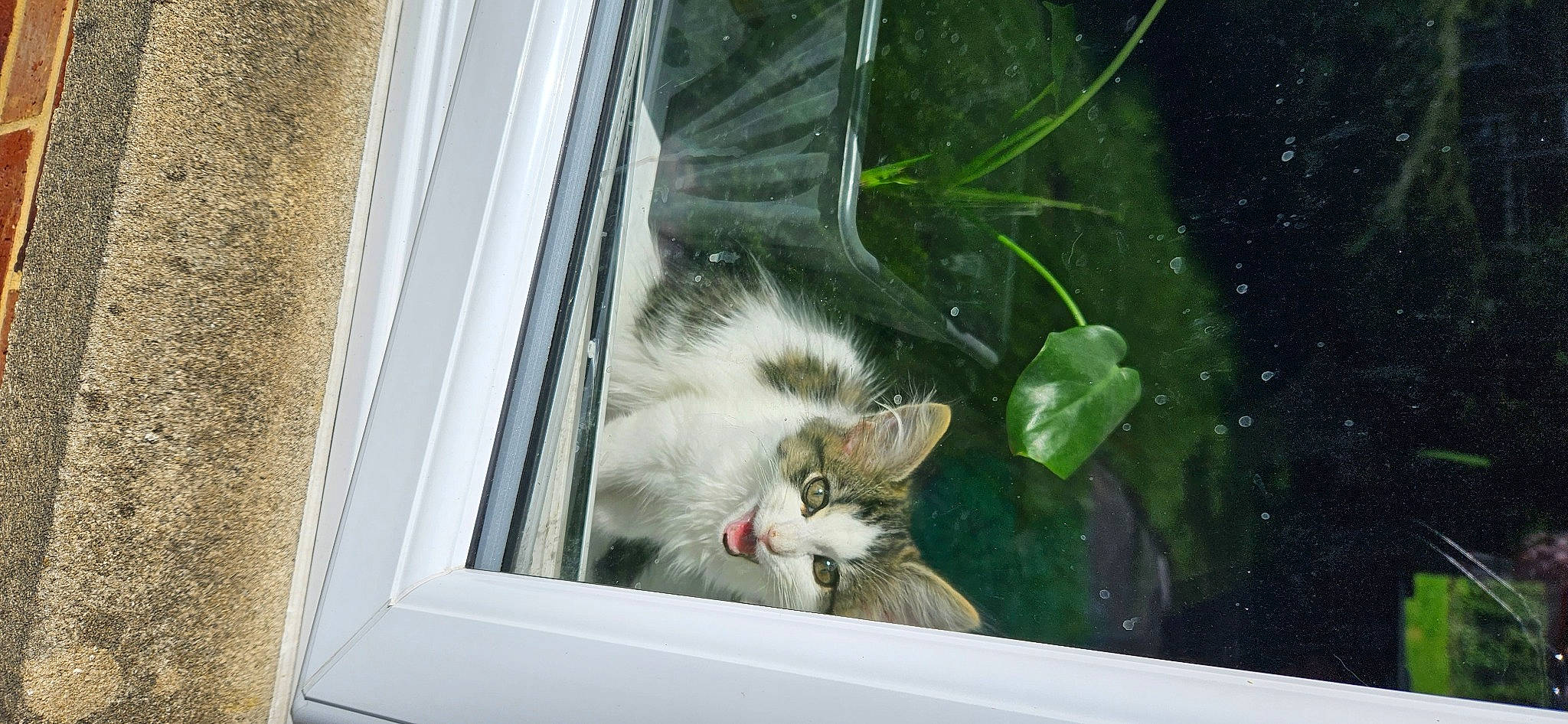 Binx And Bear is registered to the contest to win money with this photo: carnivore, cat, domestic_short_haired_cat, felidae, flowerpot, fur, glass, grass, houseplant, paw, plant, reflection, small_to_medium_sized_cats, snout, tail, tree, whiskers, window, wood