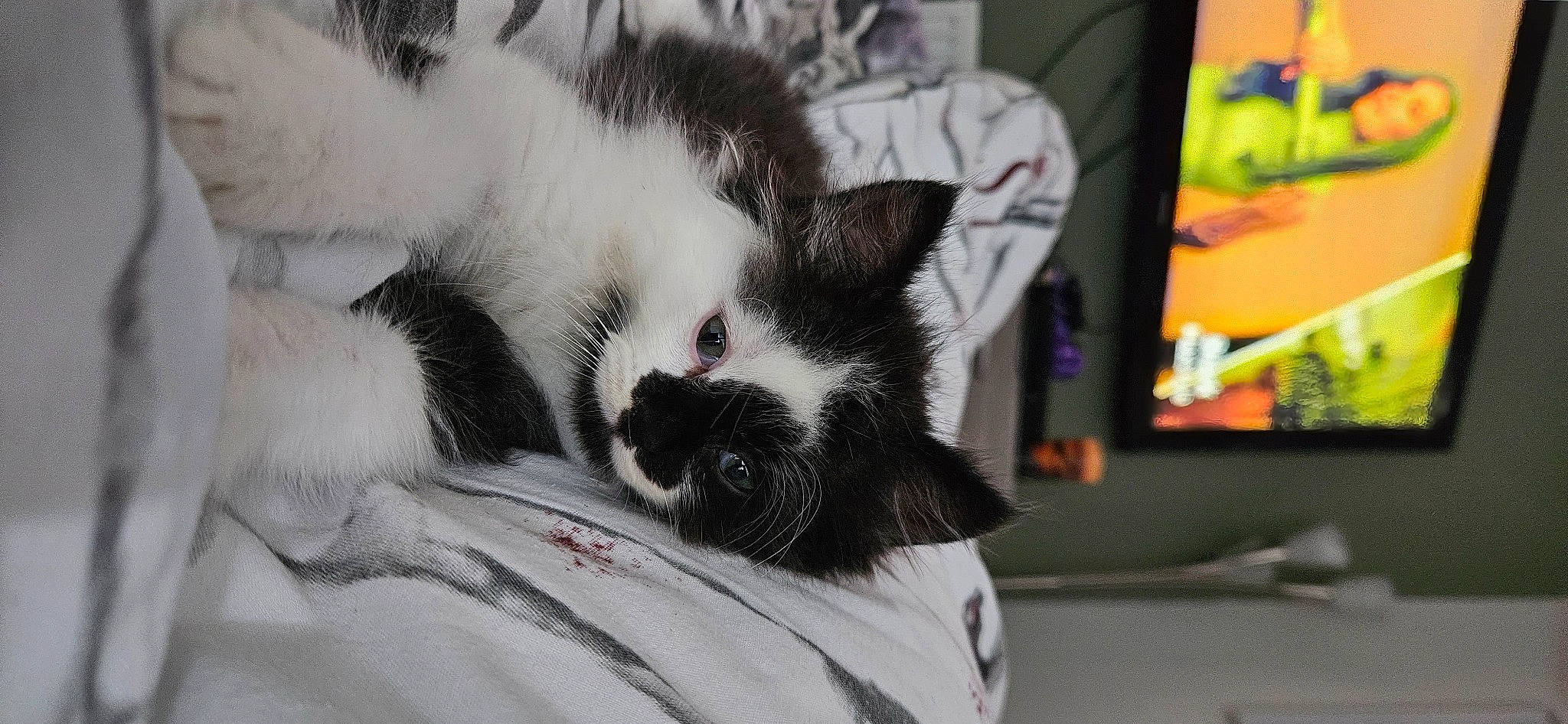 Binx And Bear is registered to the contest to win money with this photo: carnivore, cat, claw, comfort, domestic_short_haired_cat, eye, fang, felidae, foot, fur, paw, picture_frame, small_to_medium_sized_cats, snout, tail, terrestrial_animal, visual_arts, whiskers