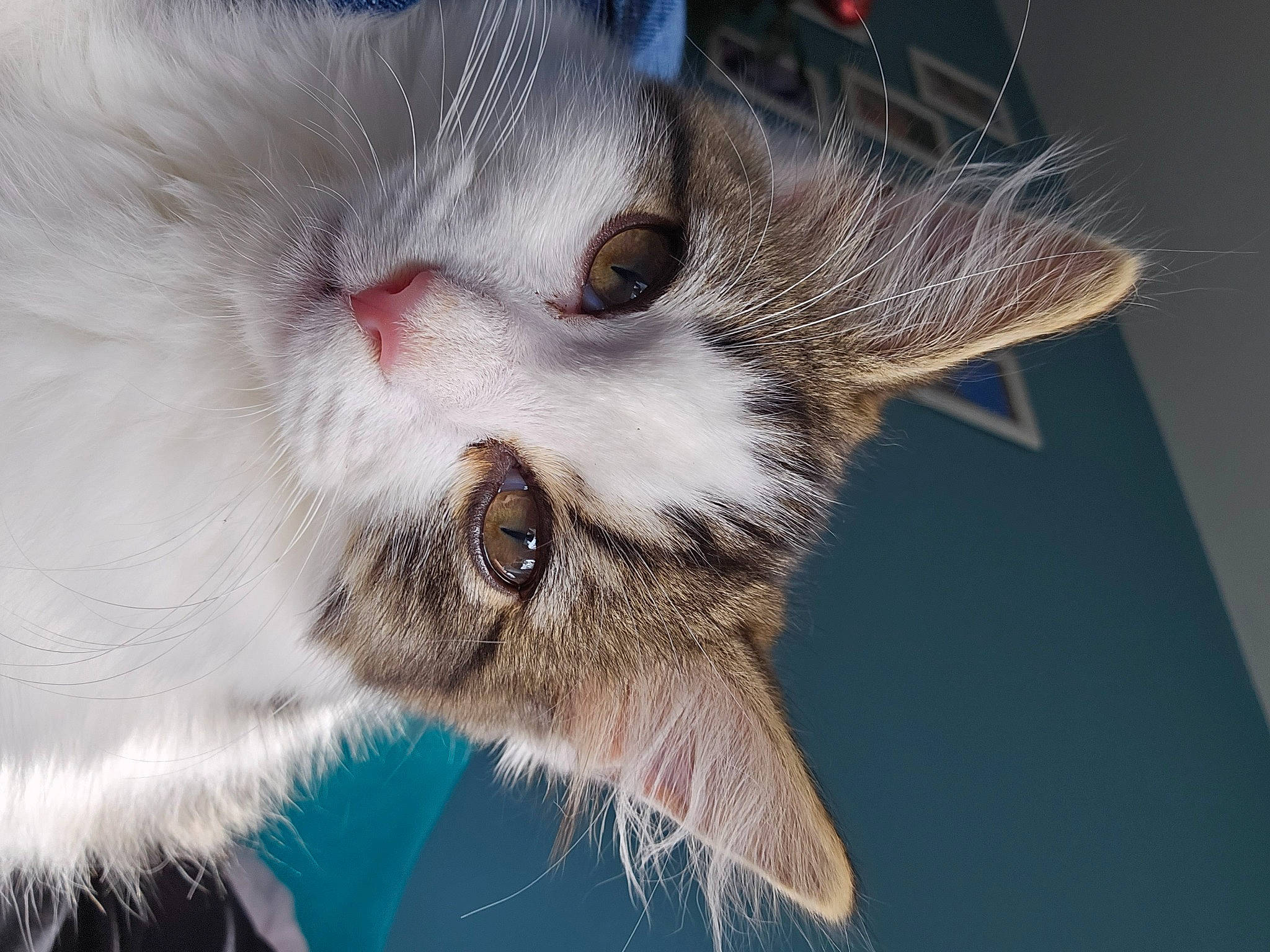 Binx And Bear is registered to the contest to win money with this photo: carnivore, cat, claw, domestic_short_haired_cat, eye, fang, felidae, fur, macro_photography, paw, small_to_medium_sized_cats, snout, terrestrial_animal, whiskers, wildlife, yawn