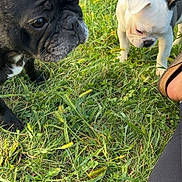 Coco is registered to the contest to win money with this photo: dog, french_bulldog, black_dog, white_dog, grass, outdoor, pet, animal, sniffing, curious, sunlight, nature, paw, canine, summer, greenery, closeup, footwear, sandals, human_leg