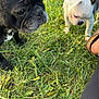 dog, french_bulldog, black_dog, white_dog, grass, outdoor, pet, animal, sniffing, curious, sunlight, nature, paw, canine, summer, greenery, closeup, footwear, sandals, human_leg