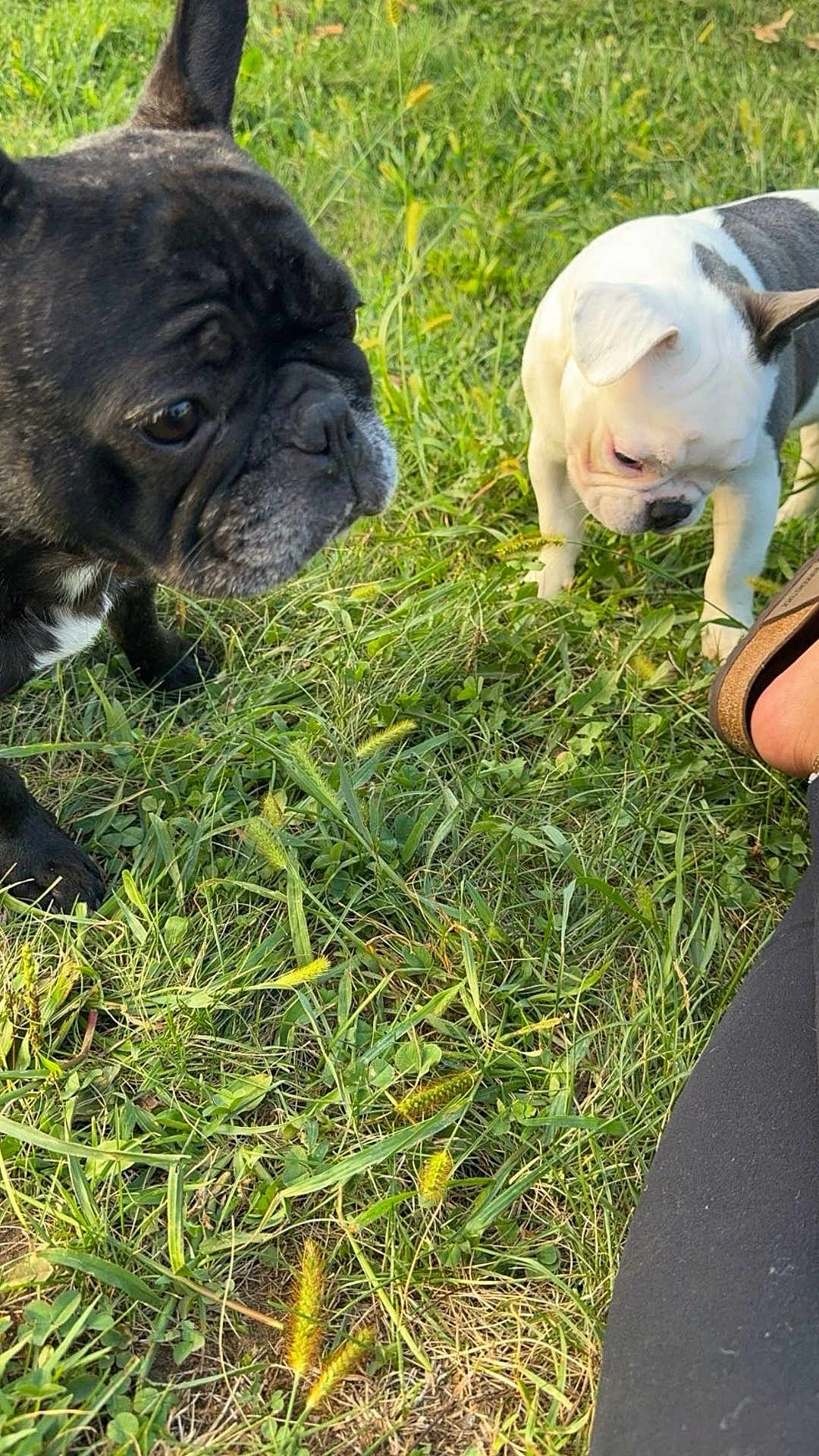Coco is registered to the contest to win money with this photo: dog, french_bulldog, black_dog, white_dog, grass, outdoor, pet, animal, sniffing, curious, sunlight, nature, paw, canine, summer, greenery, closeup, footwear, sandals, human_leg