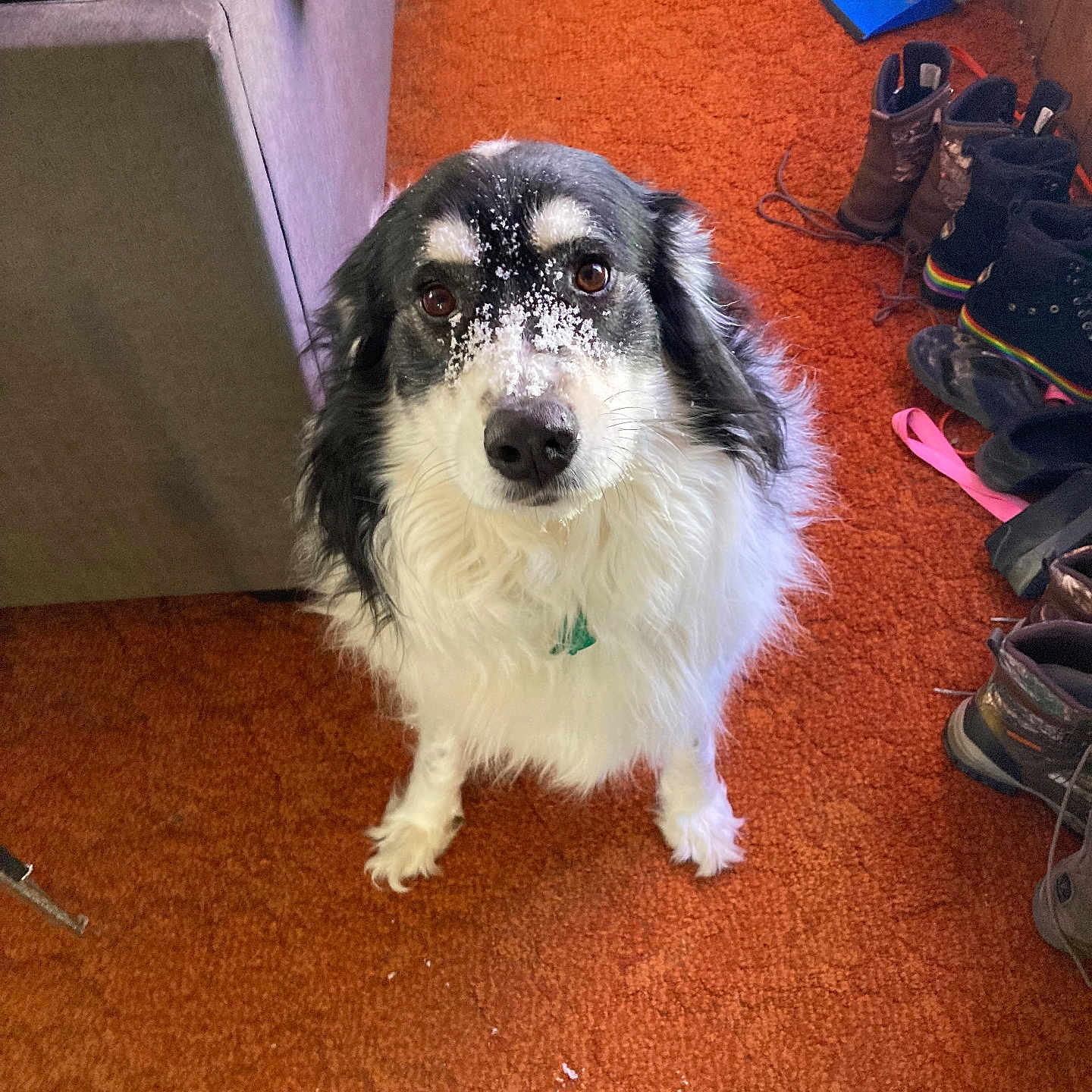 Cocoa joined the competition — help win amazing prizes! accessories, animal, architecture, bag, building, canine, clothing, couch, dog, footwear, furniture, handbag, indoors, pet, puppy, runningshoe, shoe, sneaker, strap, wood