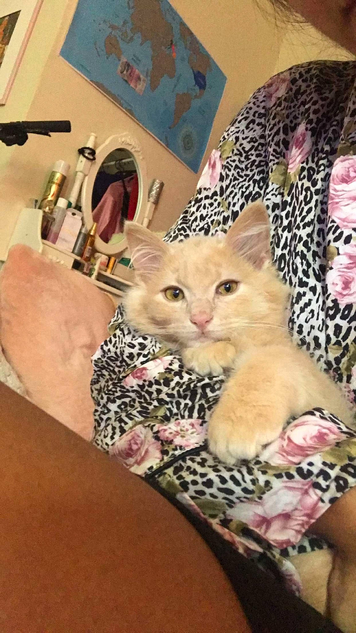 Pia participe au concours pour gagner de l'argent avec cette photo : american_shorthair, arabian_mau, asian, australian_mist, carnivore, cat, chausie, domestic_short_haired_cat, egyptian_mau, european_shorthair, fawn, felidae, kitten, mammal, ocicat, savannah, small_to_medium_sized_cats, tabby_cat, whiskers