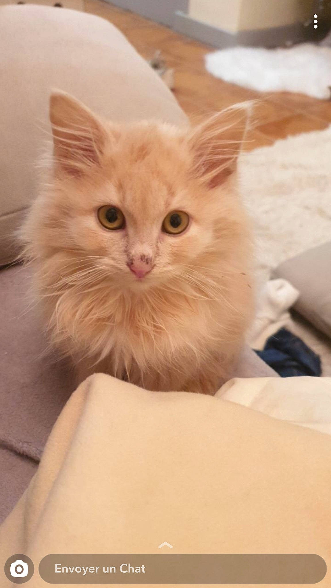 Pia participe au concours pour gagner de l'argent avec cette photo : asian, asian_semi_longhair, british_semi_longhair, burmilla, carnivore, cat, domestic_long_haired_cat, fawn, felidae, kitten, mammal, napoleon_cat, norwegian_forest_cat, ragamuffin, ragdoll, small_to_medium_sized_cats, turkish_angora, turkish_van, vertebrate, whiskers