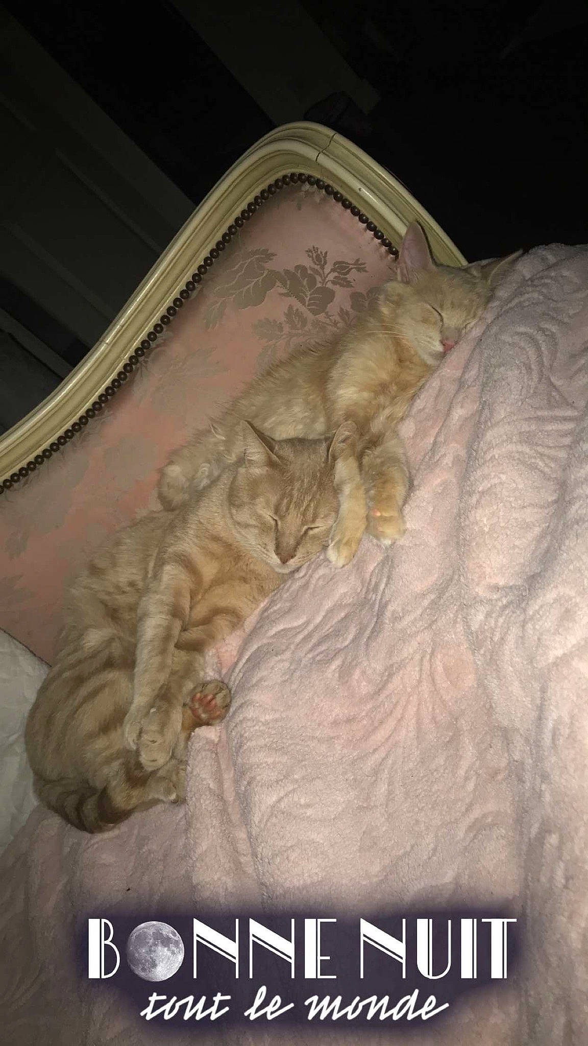 Pia a rejoint le concours — aidez-le/la à gagner de superbes lots ! fur