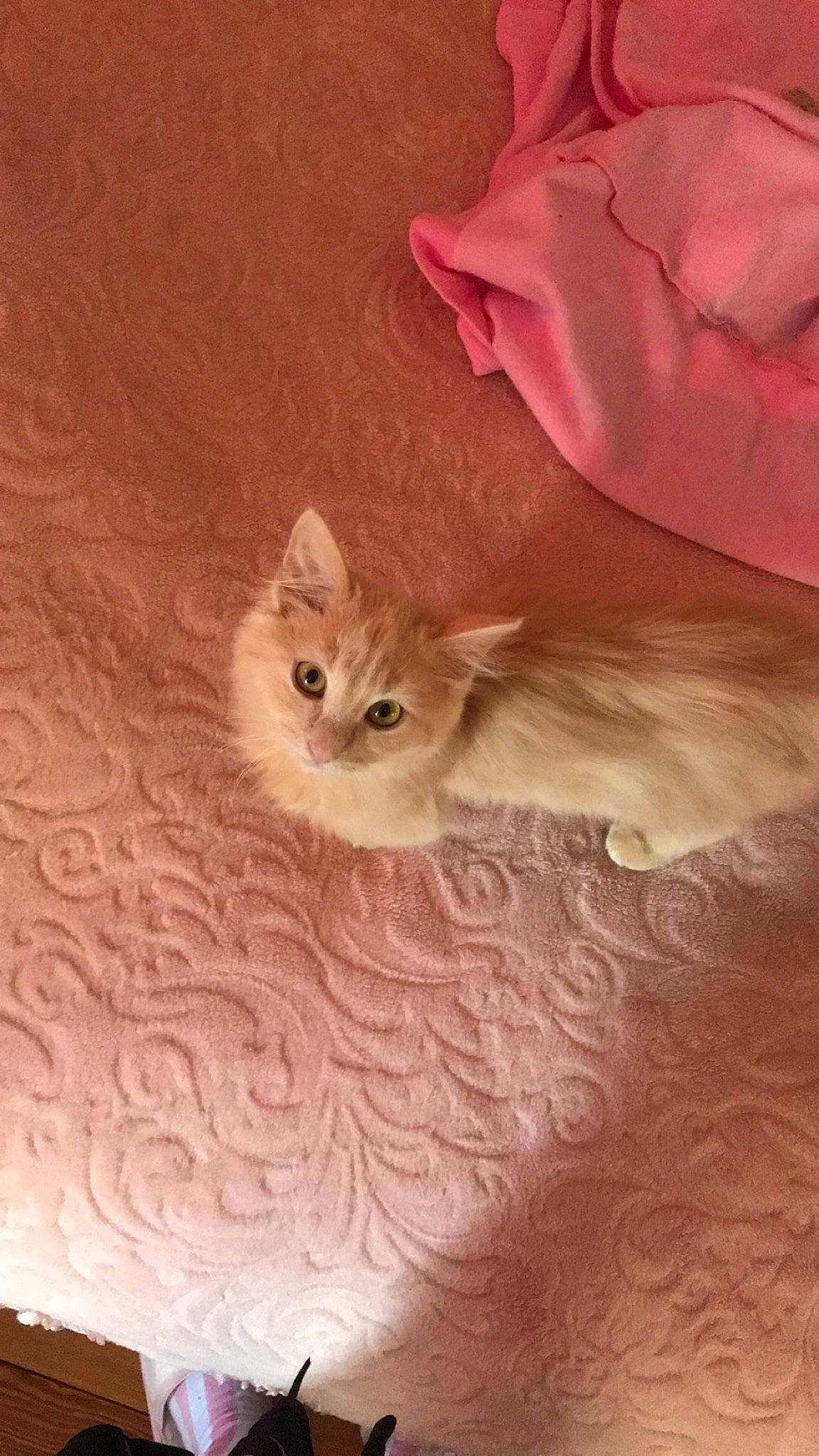 Pia participe au concours pour gagner de l'argent avec cette photo : asian_semi_longhair, carnivore, cat, cymric, domestic_long_haired_cat, fawn, felidae, fur, kitten, mammal, munchkin, napoleon_cat, norwegian_forest_cat, persian, ragamuffin, ragdoll, skin, small_to_medium_sized_cats, tail, whiskers