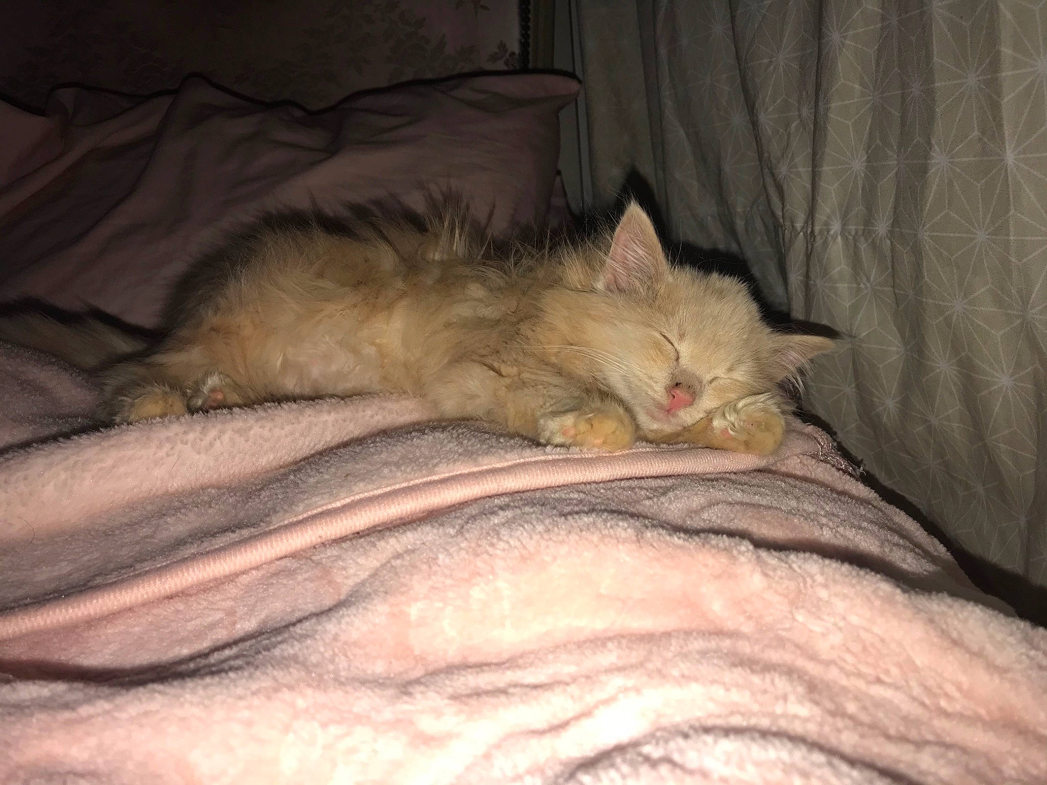 Pia a rejoint le concours — aidez-le/la à gagner de superbes lots ! asian, carnivore, cat, domestic_long_haired_cat, eye, fawn, felidae, fur, kitten, nap, ojos_azules, ragdoll, sleep, small_to_medium_sized_cats, tail, whiskers