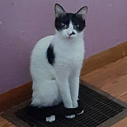 Stoney joined the competition — help win amazing prizes! animal, black_and_white, calm, cat, domestic_cat, ears, feline, floor_vent, fur, home, indoor, looking, pet, purple_wall, quiet, resting, sitting, tail, whiskers, wood_floor