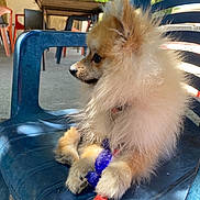 Happy a rejoint le concours — aidez-le/la à gagner de superbes lots ! animal, blue_chair, chairs, dog, fluffy, fur, leash, outdoor, paw, pet, plastic_chair, pomeranian, purple_toy, red_leash, relaxing, shadow, side_view, sunlight, table, toy