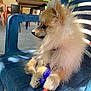 animal, blue_chair, chairs, dog, fluffy, fur, leash, outdoor, paw, pet, plastic_chair, pomeranian, purple_toy, red_leash, relaxing, shadow, side_view, sunlight, table, toy