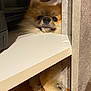 Happy a rejoint le concours — aidez-le/la à gagner de superbes lots ! animal, brown, closeup, cozy, curious, cute, dog, face, fluffy, fur, furniture, hiding, indoor, paws, peeking, pet, resting, shelf, small, wood