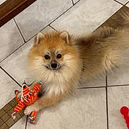 Happy a rejoint le concours — aidez-le/la à gagner de superbes lots ! dog, pomeranian, toy, plush_toy, floor, tile, pet, cute, fluffy, small_dog, indoor, playful, animal, pet_toy, brown, white, fur, looking_up, paw, companion