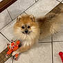dog, pomeranian, toy, plush_toy, floor, tile, pet, cute, fluffy, small_dog, indoor, playful, animal, pet_toy, brown, white, fur, looking_up, paw, companion