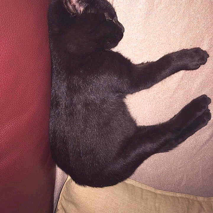 Gogo a rejoint le concours — aidez-le/la à gagner de superbes lots ! asian, black, black_cat, bombay, british_shorthair, burmese, carnivore, cat, chartreux, fawn, felidae, fur, hand, kitten, korat, polydactyl_cat, russian_blue, small_to_medium_sized_cats, tail