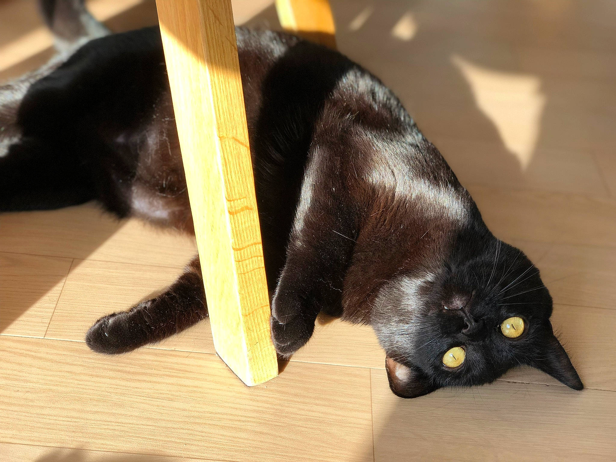 Gogo a rejoint le concours — aidez-le/la à gagner de superbes lots ! black_cat, bombay, carnivore, cat, claw, felidae, fur, small_to_medium_sized_cats, tail, whiskers