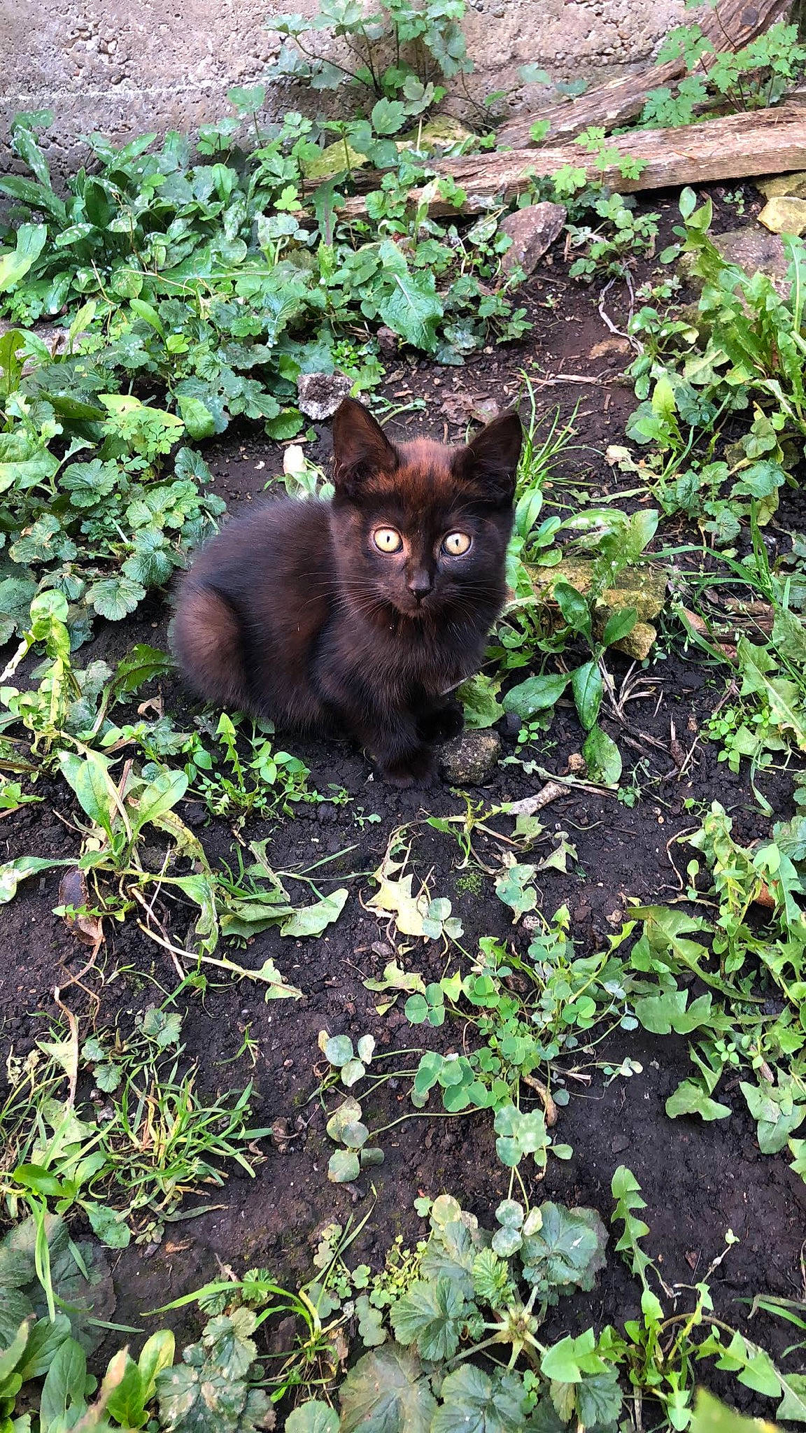 Gogo participe au concours pour gagner de l'argent avec cette photo : black_cat, canidae, carnivore, cat, domestic_short_haired_cat, felidae, fur, german_rex, grass, kitten, leaf, plant, small_to_medium_sized_cats, soil, whiskers, wildlife