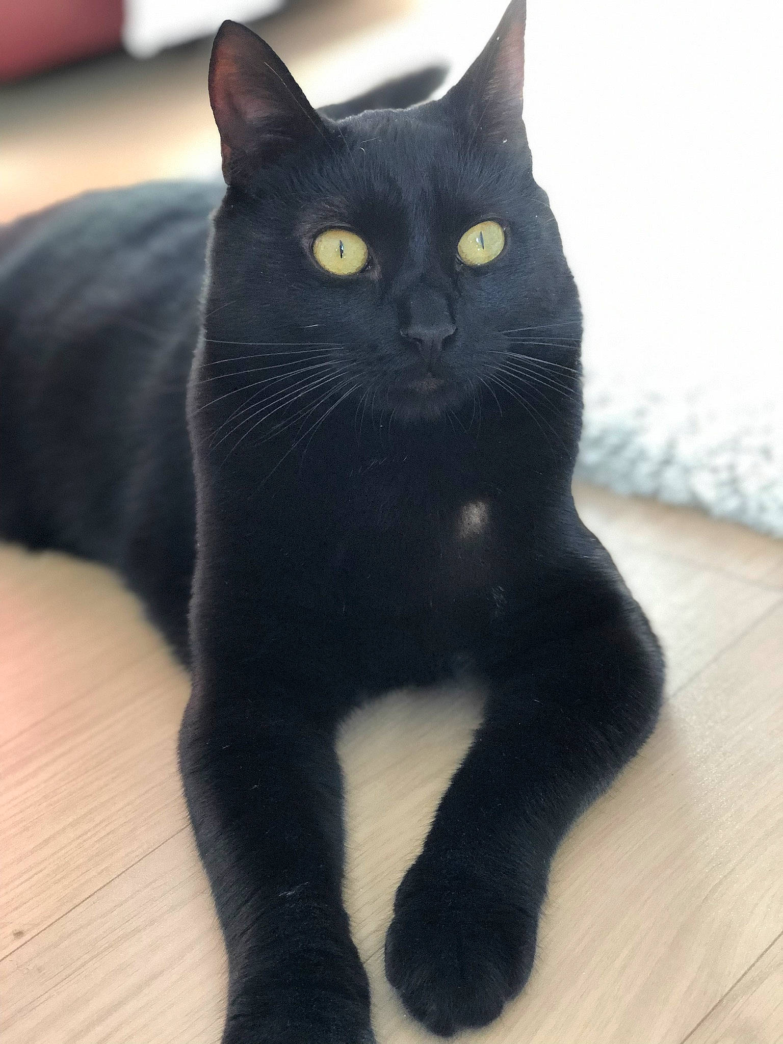 Gogo a rejoint le concours — aidez-le/la à gagner de superbes lots ! asian, black, black_cat, bombay, british_shorthair, carnivore, cat, claw, domestic_short_haired_cat, eye, felidae, fur, korat, mammal, polydactyl_cat, small_to_medium_sized_cats, snout, tail, whiskers