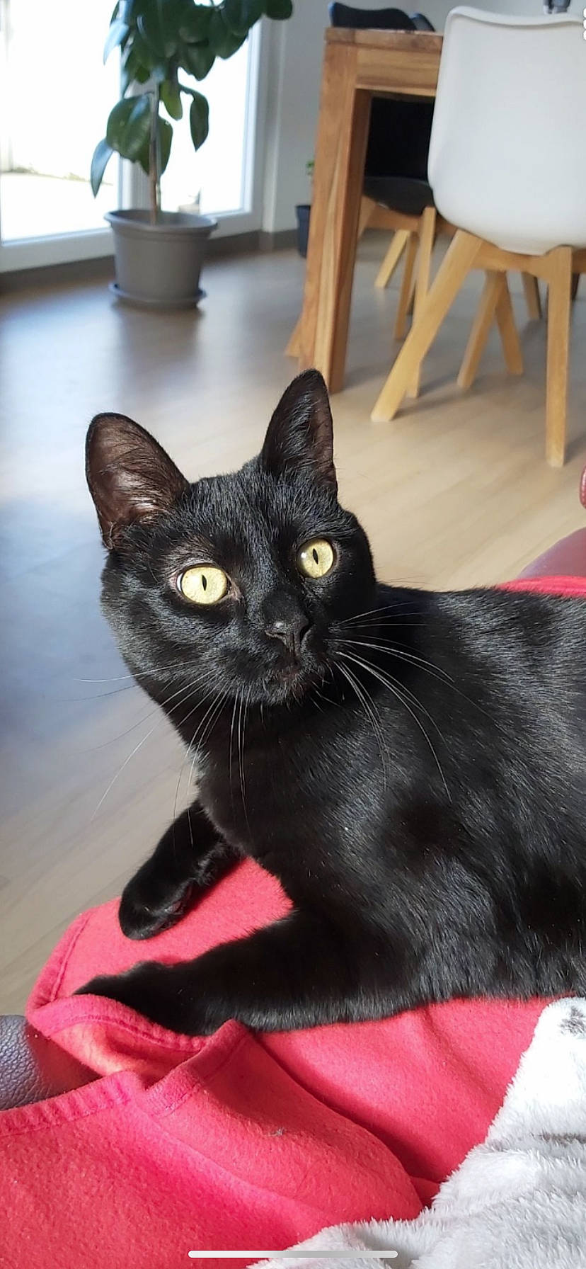 Gogo a rejoint le concours — aidez-le/la à gagner de superbes lots ! asian, black, black_cat, bombay, burmese, carnivore, cat, domestic_short_haired_cat, felidae, havana_brown, korat, mammal, oriental_shorthair, polydactyl_cat, small_to_medium_sized_cats, vertebrate, whiskers