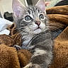 Alvin a rejoint le concours — aidez-le/la à gagner de superbes lots ! kitten, cat, gray_tabby, paw, whiskers, blanket, cozy, indoor, closeup, fur, cute, pet, animal, feline, young, curious, soft, warm, resting, domestic_cat