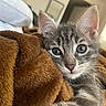 kitten, cat, gray_tabby, close_up, blanket, cozy, indoor, pet, cute, fur, whiskers, ears, eyes, nose, soft_texture, relaxed, home, comfort, animal, young