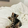 Alvin a rejoint le concours — aidez-le/la à gagner de superbes lots ! kitten, cat, tabby, feline, pet, animal, cute, young, white_blanket, cozy, indoor, soft, paw, fur, sleepy, resting, curious, small, domestic, stretching