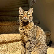 Huckleberry joined the competition — help win amazing prizes! cat, tabby_cat, pet, animal, indoor, carpet, stairs, sunlight, feline, whiskers, ears, fur, striped, cute, sitting, looking_up, domestic_cat, mammal, portrait, house