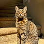 cat, tabby_cat, pet, animal, indoor, carpet, stairs, sunlight, feline, whiskers, ears, fur, striped, cute, sitting, looking_up, domestic_cat, mammal, portrait, house