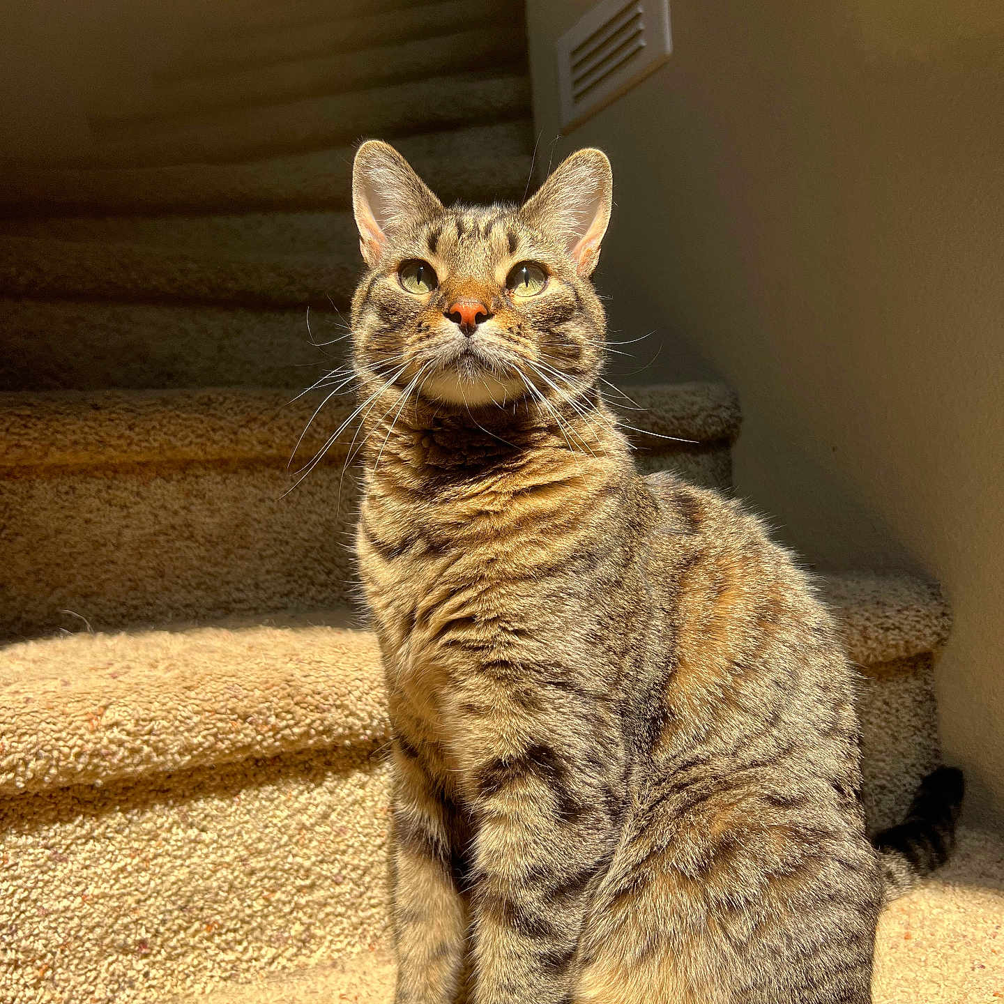 Huckleberry joined the competition — help win amazing prizes! animal, carpet, cat, cute, domestic_cat, ears, feline, fur, house, indoor, looking_up, mammal, pet, portrait, sitting, stairs, striped, sunlight, tabby_cat, whiskers