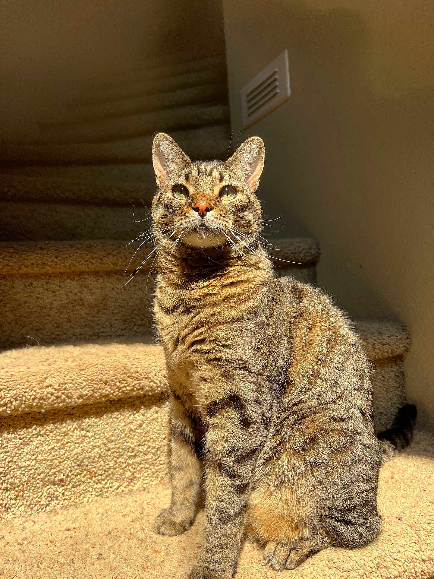 Huckleberry joined the competition — help win amazing prizes! cat, tabby_cat, pet, animal, indoor, carpet, stairs, sunlight, feline, whiskers, ears, fur, striped, cute, sitting, looking_up, domestic_cat, mammal, portrait, house