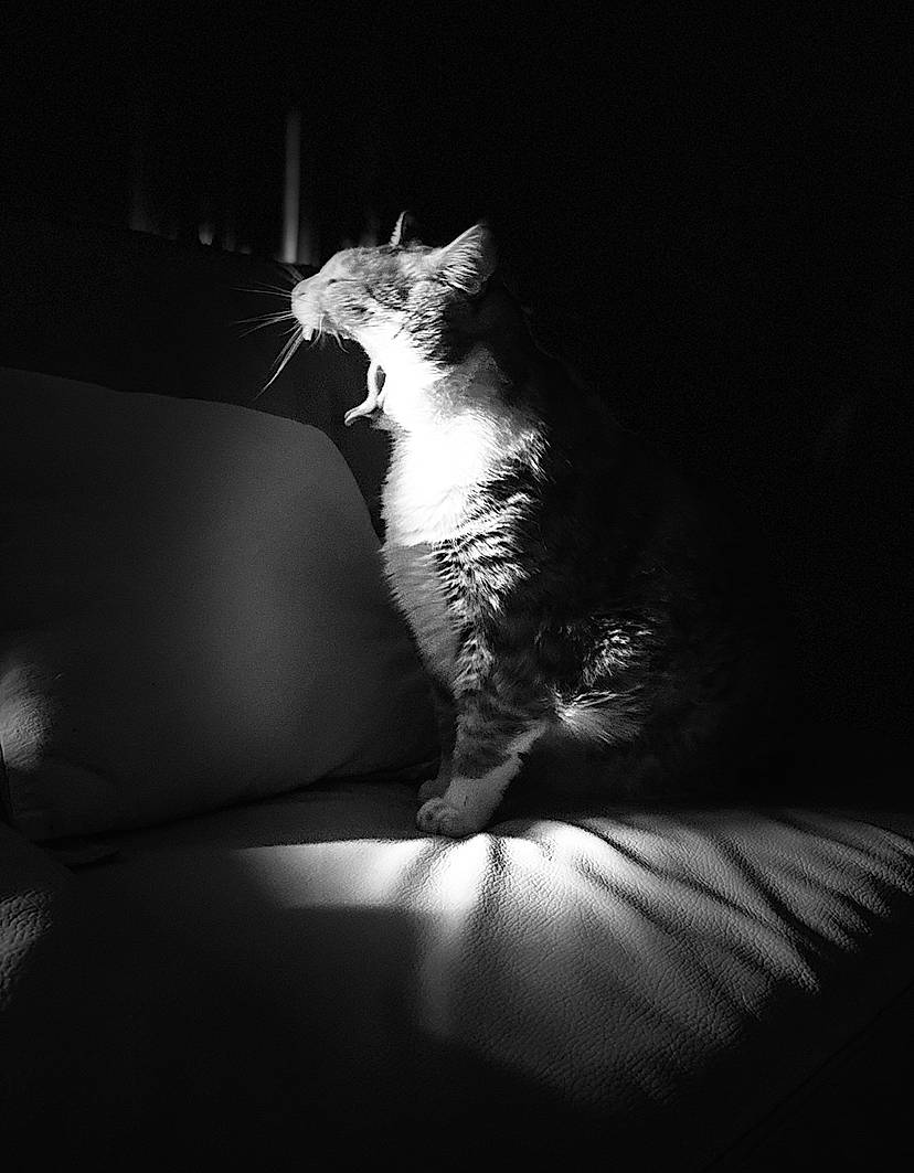 Lylo participe au concours pour gagner de l'argent avec cette photo : black_and_white, carnivore, cat, comfort, darkness, domestic_short_haired_cat, felidae, flash_photography, fur, grey, human_leg, monochrome, monochrome_photography, plant, sitting, small_to_medium_sized_cats, style, tail, tints_and_shades, whiskers