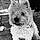 Milou
