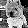 Milou