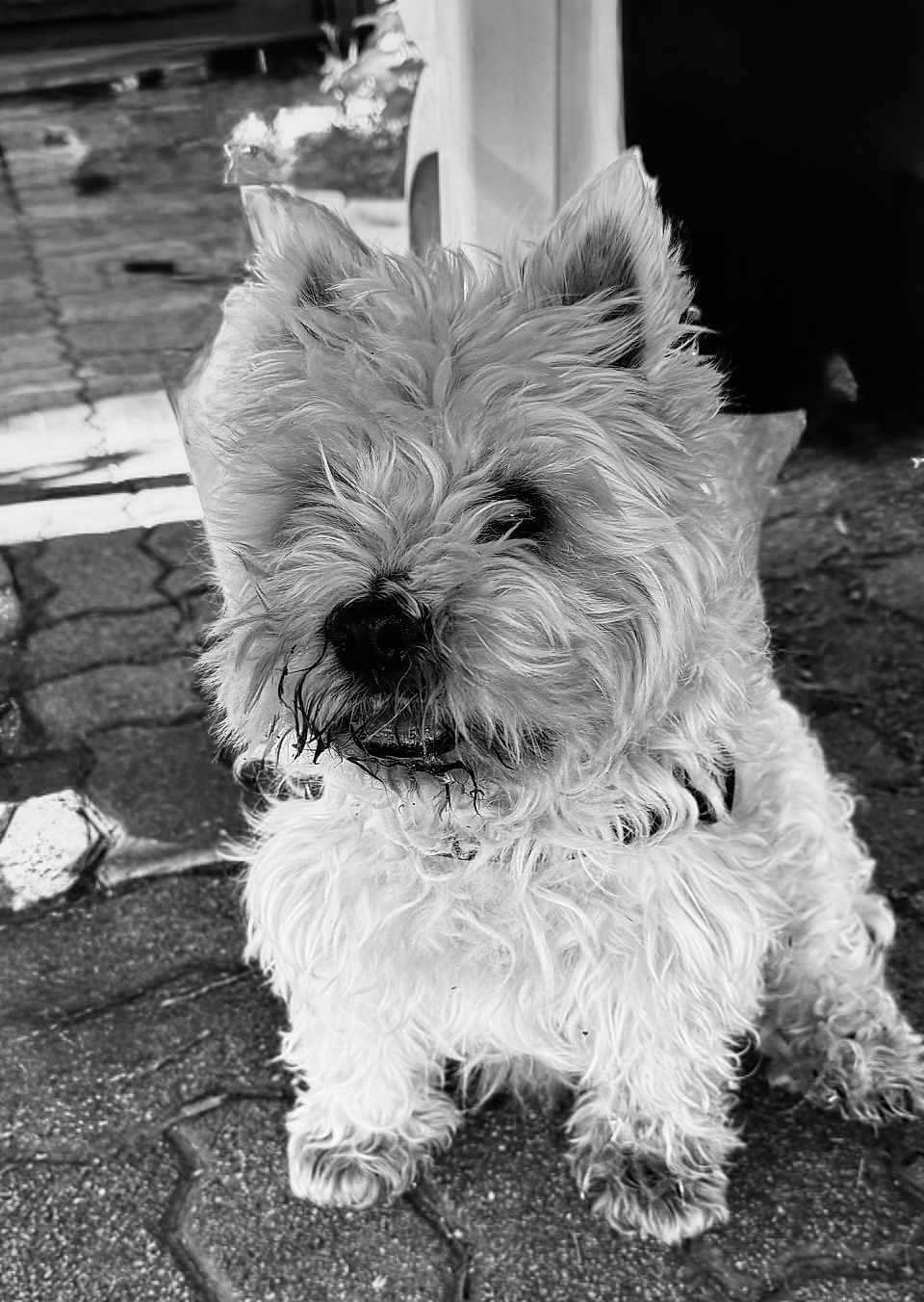 Milou participe au concours pour gagner de l'argent avec cette photo : dog, pet, fluffy, curly_fur, black_and_white, outdoor, pavement, small_dog, portrait, animal, cute, fur, ears, sitting, muzzle, collar, sidewalk, close_up, canine, companion