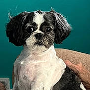Micah is registered to the contest to win money with this photo: dog, black_and_white, pet, groomed, sitting, indoor, furniture, chair, hand, calm, animal, companion, portrait, teal_background, short_hair, cute, small_dog, domestic, fur, friendly